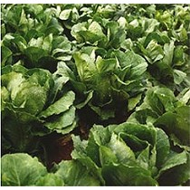 Semillas de lechuga romana