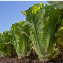 Semillas de lechuga romana