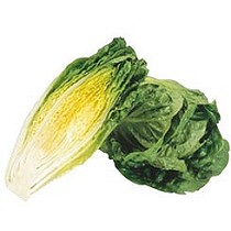 Semillas de lechuga romana