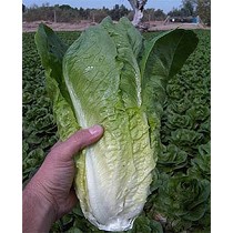 Semillas de lechuga romana