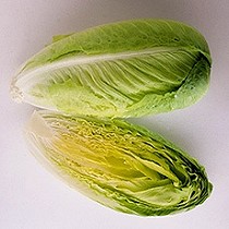 Semillas de lechuga romana