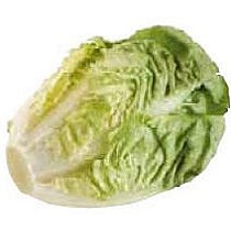 Semillas de lechuga romana