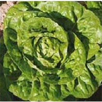Semillas de lechuga romana