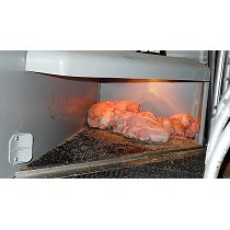 Nideros para lechones