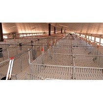 Corrales para porcino