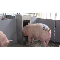 Sistemas de deteccin de celo