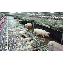 Box libre acceso para cerdas