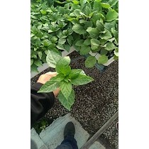 Injertos de pimiento