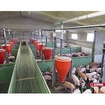 Tolvas destete para cerdas