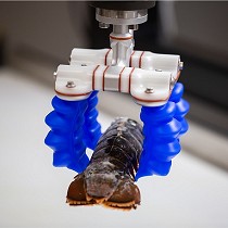 Pinzas de agarre robticas suaves