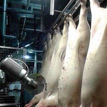 Robot abre pecho porcino