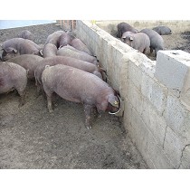 Bebederos F-12 y F-13