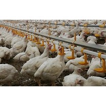 Sistema de bebederos