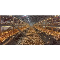 Sistemas aviarios de recra