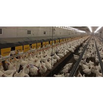 Nido para reproductoras