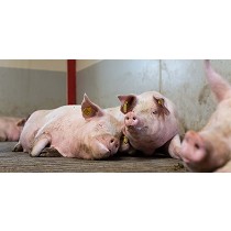 Corrales para unidades de apareamiento y gestacin