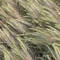 Semillas de Sorgo Pasto del Sudán PIPER de Semillas Batlle - (ES