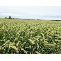 Semillas de Sorgo Pasto del Sudán PIPER de Semillas Batlle - (ES