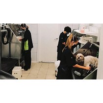 Servicios de baos caninos