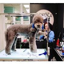 Servicios de esttica canina