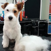 Servicios de stripping para mascotas