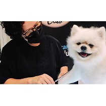 Servicios de mantenimiento caninos