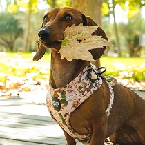 Arns ajustable para perros