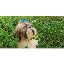 Adultos de Shih Tzus