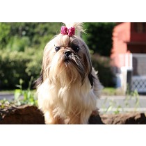 Adultos de Shih Tzus