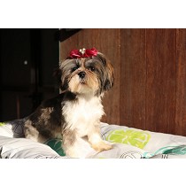 Adultos de Shih Tzus