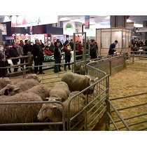 Mangas de manejo ovino