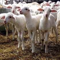 Materiales para corderos