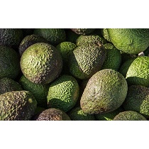 Aguacates clonales