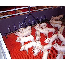 Alimentacin lquida porcina