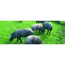 Seguridad en alimentacin animal