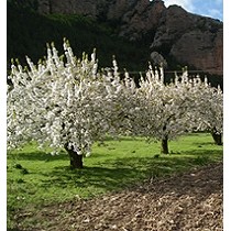 Ciruela de Nalda y Quel