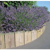 Borduras de aserrados