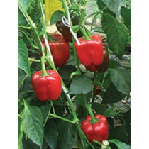 Semillas de Pimiento california