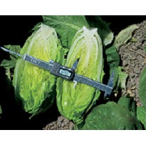 Corazones de Romana y Baby Leaf