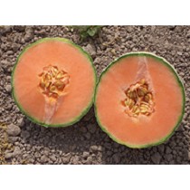 Semillas de Meln Cantalup