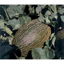 Semillas de Meln Piel de Sapo