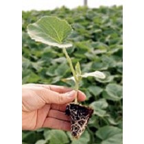 Portainjertos Sandas