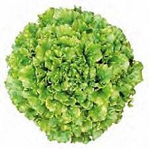 Semillas de ensalada