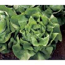 Semillas de ensalada