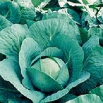 Col repollo blanco