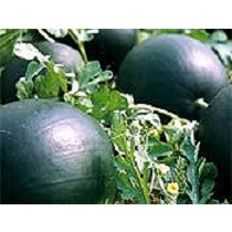 Semillas de Sanda negra (con semilla)