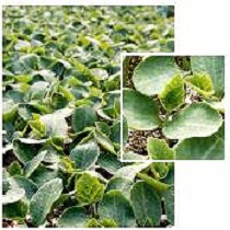 Portainjertos Sandas