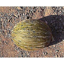 Semillas de Meln piel de sapo