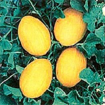 Semillas de Meln amarillo