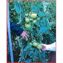 Semillas deTomate Beef